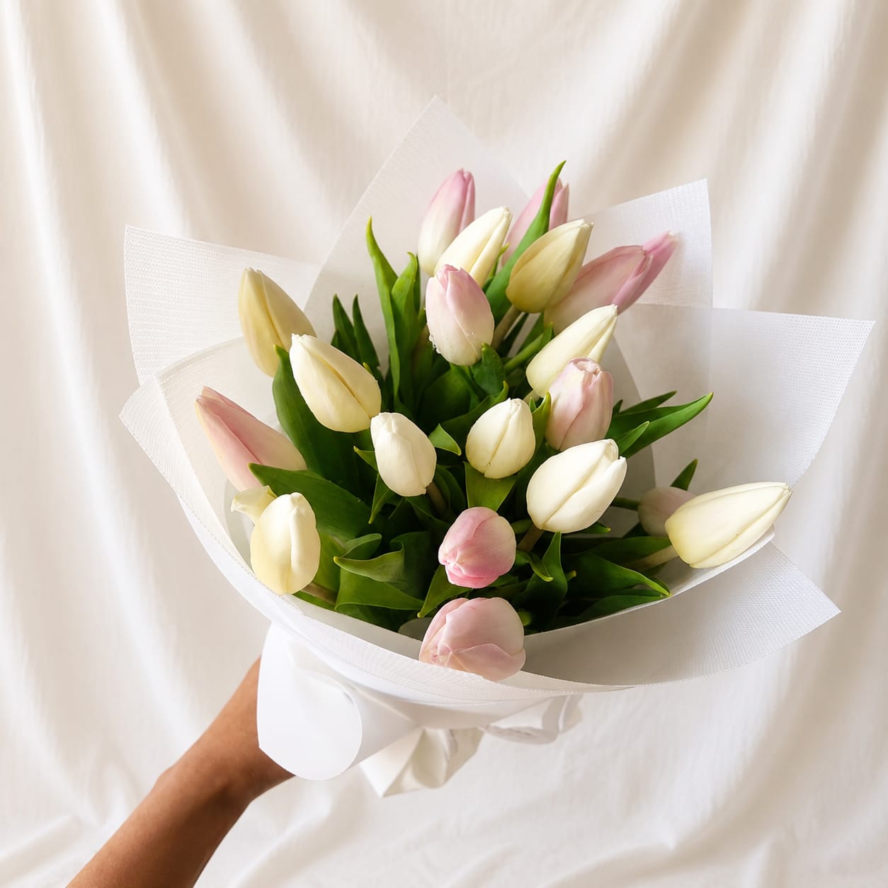 Blush Pink & White Tulip
