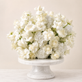 Timeless Purity and Elegance